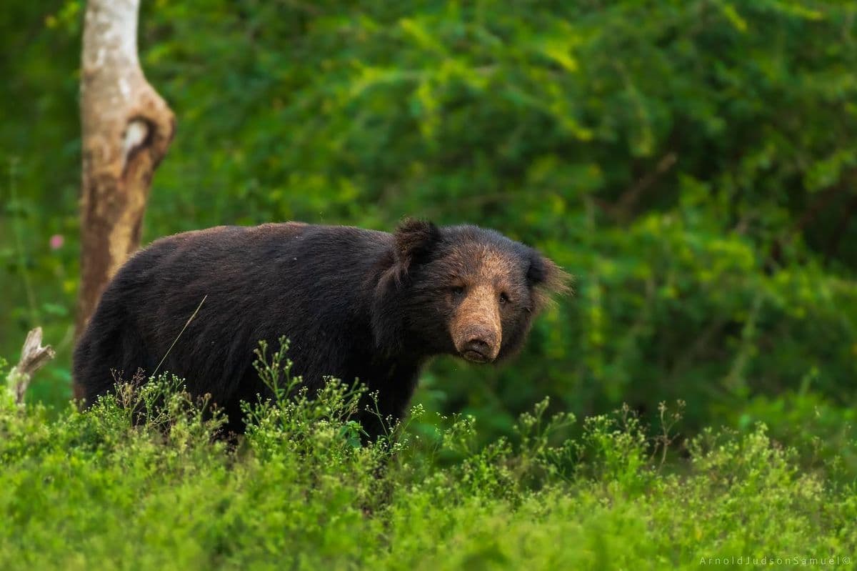 Yaala Safari - 90eacbd0fd6f17dd7a59e1d1ff4dc64b